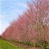 le Georgiche Vivai le Georgiche - Pianta vera di Prunus incisa Paean Ciliegio 'Paean' Ciliegio da fiore 'Paean' - vaso Ø 17 cm - altezza alla vendita 30-40 cm