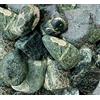 Metroquadrocasa 4 Sacchi da 25kg ciottoli di Marmo Verde Alpi 40/60 mm Sassi Pietre Giardino