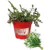 P. Piantine da Orto | Issopo, Pianta in Vaso Diametro 14 cm, Pianta Pronta per il Trapianto, Pianta Vera da Esterno, Piantina Aromatica per Balcone o Terrazzo, Vivaio Italiano