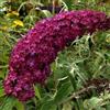 Vivai Decandia Giovanni PIANTA DI BUDDLEJA IN VASO 18 CM ALBERO DELLA FARFALLA colori mix (MPN:Compatible with ROYAL RED;)