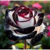 MUIEFDFUIUE Rosa perenne rara - Rizoma di rosa - Arbusto perenne - Resistente, a bassa manutenzione - Decorazione da giardino-1 root-G