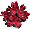POWERS TO FLOWERS - IRESINE ROSSA, 2 PIANTE, VASO 9 CM DIAMETRO, piante vere