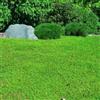 SVI 500 Semi di Green Carpet SF168 (Herniaria glabra)