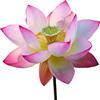 SemiSauvage 6 Semi di Loto Sacro (Nelumbo nucifera) - SemiSelvaggio Permacultura