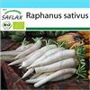SAFLAX - - BIO - Ravanello - Daikon giapponese - 100 semi - Raphanus sativus