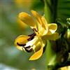 Generic 20 semi di Senna indiana/Cassia marilandica
