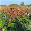 le Georgiche Vivai le Georgiche - Pianta vera di Mahonia aquifolium Cabaret Mahonia nitens 'Cabaret' Maonia, Uva dell'Oregon 'Cabaret' - vaso Ø 18 cm - altezza alla vendita 40-60 cm