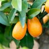 Vivai Decandia Giovanni PIANTA DI KUMQUAT in fitocella - età 2/3 anni (foto reali)