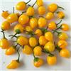 SemiSauvage 25 Semi di Peperoncino Aji Charapita - SemiSauvage Permaculture