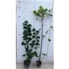 Vivai Decandia Giovanni PIANTA DI NOCCIOLO NOCCHIONE IN VASO 15 ALTEZZA 120/150 CM