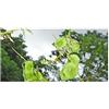 Seeds & Plants Shop by Ipsa Pezzi - 10x Desmodium Purpusii Perenne Giardino Piante - Seme ID1252 - Seeds & Plants Shop by Ipsa