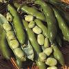 Generic Fave invernali The Sutton Seed