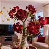 CUIKWA Rosa del Deserto Rara/Perenne Resistente/Tubero di Rosa del Deserto/Rara/Bassa Manutenzione/Decorazione d'Interni-2 Rizoma-H