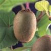 Vivai Decandia Giovanni PIANTA DA FRUTTO KIWI AUTOFERTILE in vaso 20 età 2/3 anni (foto reali)