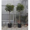 Vivaio di Castelletto Photinia Photinia x fraseri Red Robin pianta ad alberello in vaso ø40 cm h. 170/180 cm FOTO REALI Vivaio di Castelletto