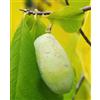 Generico Pianta di ASIMINA TRILOBA - Banano di Montagna 'SUNFLOWERS' pianta innestata - h. 50/60 cm