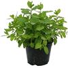 CASITA HERMOSA PIANTE Menta 6 piante piperita in vaso Ø14 cm.