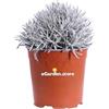 eGarden.store Pianta di Helichrysum Korma o Elicriso pianta ornamentale da esterno giardino terrazzo balcone pianta vera fiore giallo venduta da eGarden.store