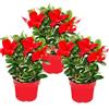 Exotenherz - Dipladenia - Gelsomino cileno - Vaso da 10 cm - Set di 3 piante - Rosso