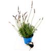 POWERS TO FLOWERS - LAVANDA INGLESE, pianta vera