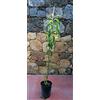 Vivai Salvatore Russo Pianta di pesche Albero pesco Redhaven - Imballaggio speciale protettivo