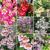 Generic Semi di orchidea del contadino - esotici Schizanthus pinnatus - regali per gli amanti del giardino resistenti per il giardino semi da giardino biologici 400pcs