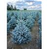 Vivaio di Castelletto Abete Blu Pino Argentato Vero, Picea pungens Super Blue Seedling, Pianta in vaso ø 11 cm, Albero Abete Vero con Radici in Vaso, Vivaio di Castelletto
