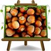 EURO PLANTS VIVAI Nocciolo Tonda Giffoni - Pianta da Frutto Antico su Vaso ø 26 cm Altezza 180-200 cm - Età 4 Anni