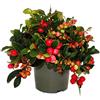exotenherz Moqueta - Gaultheria procumbens - Arándano falso - Baya perdiz - Pianta resistente all'inverno con bacche decorative - Set di 3 piante