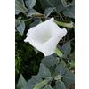 eGarden.store Pianta di Datura Arborea o Brugmansia Arborea pianta ornamentale da esterno con fiori grandi di vari colori pianta vera venduta da eGarden.store (Bianco)
