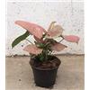 POWERS TO FLOWERS - SYNGONIUM NEON, pianta vera