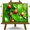EURO PLANTS VIVAI Giuggiolo Pera Lang Pianta da Frutto su Vaso 24 cm Altezza 140-160 cm età 4 anni