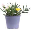 eGarden.store Pianta di Lampranthus Aureus pianta da fiore varie colorazioni pianta succulenta pianta vera pianta tappezzante pianta ornamentale fiorita pianta da esterno venduta da eGarden.store (Bicolor)