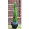 Vivaio di Castelletto Cipresso toscano Cupressus sempervirens Totem pianta sempreverde in vaso ø28 cm h. 140/160 cm circa Vivaio di Castelletto