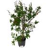VIVAI DEL SOLE Punica Granatum - Melograno da fiore Pianta ornamentale da esterno prodotta da Vivai del Sole vaso diametro cm 30