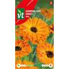 Arborix Semi di Calendula Nova - Fiori arancioni e rigogliosi
