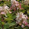le Georgiche Vivai le Georgiche - Pianta vera di Hydrangea paniculata Magical Fire Hydrangea paniculata 'Bokraplume' Ortensia paniculata 'Magical Fire' - vaso Ø 18 cm