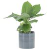 KENTIS - Musa Acuminata Dwarf Cavendish - Banano Pianta Vera - Altezza 30-40 cm e Vaso Ø 13 cm