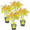 Bloomique - Set di 4 - Acer Palmatum Orange Dream - Foglia Arancione - Acero Giapponese - Resistente al Freddo - Pianta da Giardino - Alte 25-40 cm - Vaso 10,5 cm