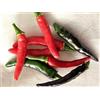 GHINO DI TACCO SEMI PEPERONCINO 5 VARIETA'-GOAT'S WEED-DIAVOLICCHIO CALABRESE-MAZZETTI- SATANA'S KISS RED-FUSHIMI