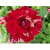 Vivaio Garden Forest Rosa Julio Iglesias® Vaso 18 cm - Rosa Meilland a Fiori Striati Bianco e Rosso Ciliegia, Profumata, Cespuglio 80 cm