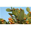 VIVAIO GARDEN FOREST Opuntia Ficus Indica Fico d'India Pianta Grassa H70 cm in Vaso 24 cm - Cactus Ornamentale Mediterraneo per Giardino, Terrazzo e Balcone