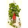 POWERS TO FLOWERS - VITE AMERICANA RAMPICANTE ROSSA, PARTHENOCISSUS WEITCHII ALTEZZA 50CM, Pianta vera