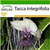 SAFLAX - Pianta pipistrello bianco - 10 semi - Con substrato - Tacca integrifolia