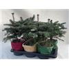 Vivaio di Castelletto Abete del Caucaso Abies nordmanniana pianta in vaso 9x9 cm Vivaio di Castelletto