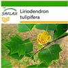 SAFLAX - Albero dei tulipani - 20 semi - Con substrato - Liriodendron tulipifera