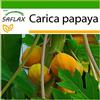 SAFLAX - Papaia - 30 semi - Con substrato - Carica papaya