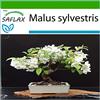 SAFLAX - Melo selvatico - 30 semi - Con substrato - Malus sylvestris