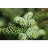 Generico 25 Semi di Abete Balsamico, Abete del Canada - (Abies Balsamea)