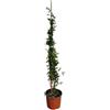 Vivaio Garden Forest, Gelsomino giallo Jasminum humile (revolutum) - Rampicante sempreverde profumato, Ideale per vaso e piena terra, Rami fino a 2 m